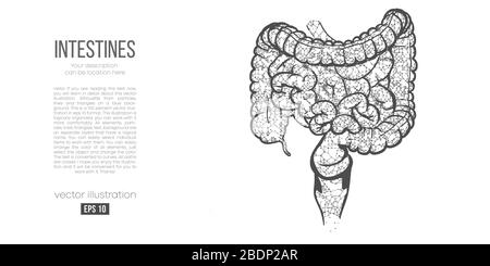 Silhouette astratta dell'organo poligonale dell'intestino. Scansione, ricerca e diagnosi dell'intestino umano. Illustrazione Vettoriale