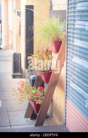 Piantina con fiori rosa petunia fioriti sulla strada soleggiata della città appoggiata al muro Foto Stock