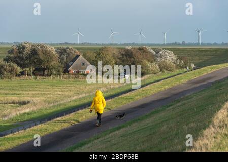 Donna sta camminando sul terrapieno alluvionale, Westerhever, Mare del Nord, Schleswig-Holstein, Germania, Europa Foto Stock