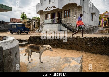 Un cane sta accanto mentre un uomo cammina per la strada a Manapad, India Foto Stock