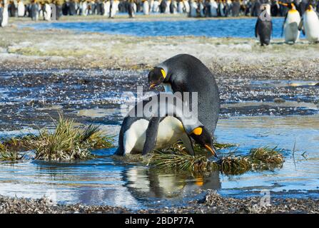 Due pinguini King (Appenodytes patagonicus) che attraversano un torrente, Salisbury Plain, Georgia del Sud, Antartico Foto Stock