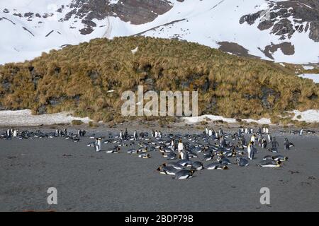 King Penguins (Appenodytes patagonicus), Right Whale Bay, South Georgia Island, Antartico Foto Stock