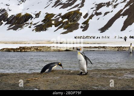 Re Pinguini (Appenodytes patagonicus) attraversando un torrente, destra Whale Bay, South Georgia Island, Antartico Foto Stock