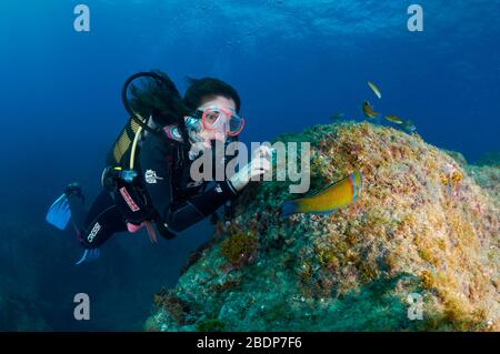 Subacquea femminile che gioca con wrasse ornato (Thalassoma pavo) pesci colorati (la Palma Island, Isole Canarie, Atlantico, Spagna) Foto Stock