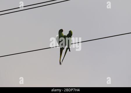 silhouette di coppia di parakeet rosa con anello che si perching sul filo di energia elettrica in serata, bird watching Foto Stock