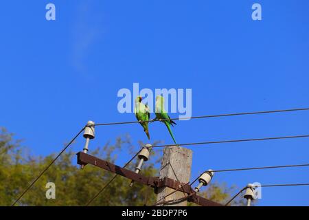 basso angolo di rosa anello parakeet o coppia pappagallo facendo l'amore sul filo di energia elettrica, bird watching Foto Stock