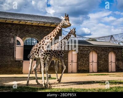 Le giraffe presso lo Zoo di Londra Foto Stock