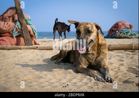 Cani sulla sabbia, Elliot's Beach, Chennai, India Foto Stock