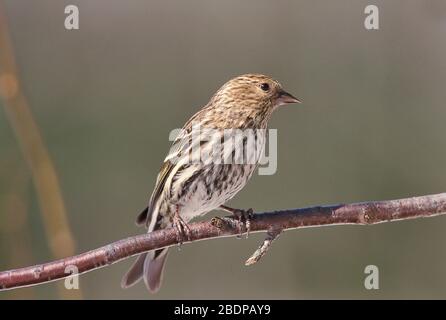 Pino Siskin, Spinus pinus, Canada, arroccato su ramo Foto Stock