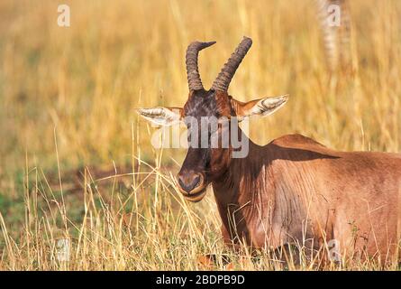 Topi, Damaliscus lunatus, Masai Mara, Kenya, Africa, seduta in erba lunga Foto Stock