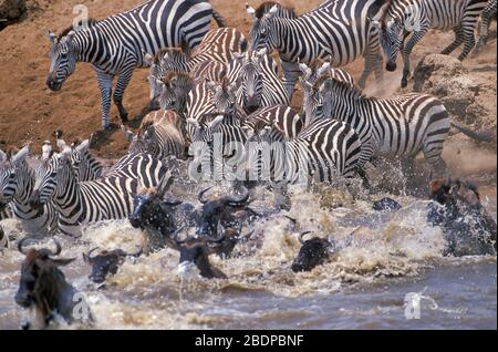 Pianure o Zebra comune, Equus quagga, precedentemente Equus burchellii, e Wildebeeste o GNU, Connochaetes taurinus, migrazione che attraversa il fiume, Masai Mara, Foto Stock