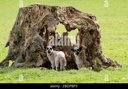 Preston, Lancashire, Regno Unito. 9 Aprile 2020. Un vecchio ceppo di albero cavo fa un den ideale affinchè questi agnelli gemelli giocino dentro a Chipping, Preston, Lancashire, Inghilterra, Regno Unito. Il recente bel tempo ha migliorato le condizioni per l'agrimettamento finora quest'anno. Credit: John Eveson/Alamy Live News Foto Stock