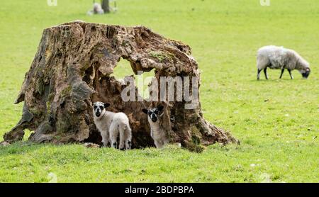 Preston, Lancashire, Regno Unito. 9 Aprile 2020. Un vecchio ceppo di albero cavo fa un den ideale affinchè questi agnelli gemelli giocino dentro a Chipping, Preston, Lancashire, Inghilterra, Regno Unito. Il recente bel tempo ha migliorato le condizioni per l'agrimettamento finora quest'anno. Credit: John Eveson/Alamy Live News Foto Stock