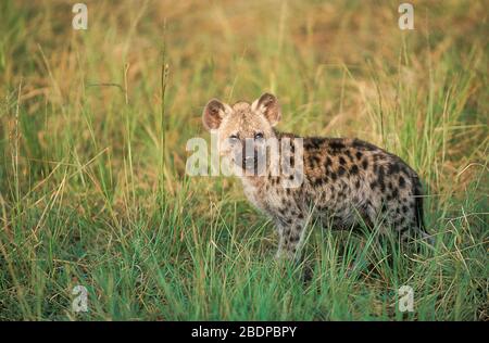 Iena macchiata, crocca crocuta, cucciolo giovane, Masai Mara, Kenya, Africa, conosciuta anche come la risata iena Foto Stock