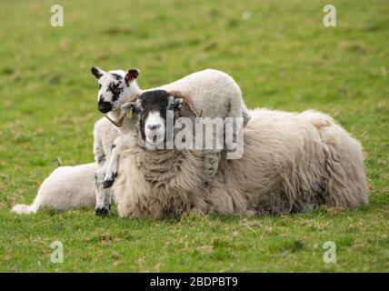 Preston, Lancashire, Regno Unito. 9 Aprile 2020. Una paziente Swaledale Ewe permette ai suoi agnelli giocosi di usarla per l'intrattenimento di arrampicata, Chipping, Preston, Lancashire, Inghilterra, Regno Unito. Il recente bel tempo ha migliorato le condizioni per l'agrimettamento finora quest'anno. Credit: John Eveson/Alamy Live News Foto Stock