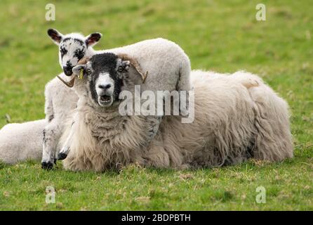 Preston, Lancashire, Regno Unito. 9 Aprile 2020. Una paziente Swaledale Ewe permette ai suoi agnelli giocosi di usarla per l'intrattenimento di arrampicata, Chipping, Preston, Lancashire, Inghilterra, Regno Unito. Il recente bel tempo ha migliorato le condizioni per l'agrimettamento finora quest'anno. Credit: John Eveson/Alamy Live News Foto Stock