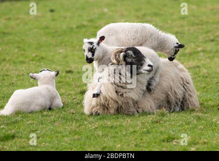 Preston, Lancashire, Regno Unito. 9 Aprile 2020. Una paziente Swaledale Ewe permette ai suoi agnelli giocosi di usarla per l'intrattenimento di arrampicata, Chipping, Preston, Lancashire, Inghilterra, Regno Unito. Il recente bel tempo ha migliorato le condizioni per l'agrimettamento finora quest'anno. Credit: John Eveson/Alamy Live News Foto Stock