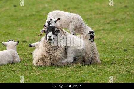 Preston, Lancashire, Regno Unito. 9 Aprile 2020. Una paziente Swaledale Ewe permette ai suoi agnelli giocosi di usarla per l'intrattenimento di arrampicata, Chipping, Preston, Lancashire, Inghilterra, Regno Unito. Il recente bel tempo ha migliorato le condizioni per l'agrimettamento finora quest'anno. Credit: John Eveson/Alamy Live News Foto Stock