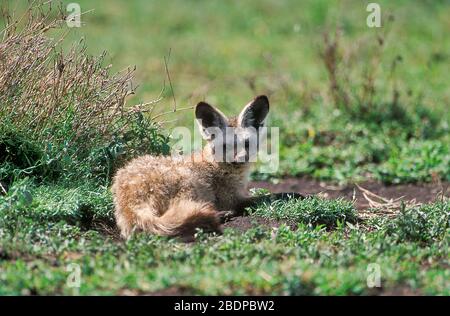 Pipistrello Eared Fox, Otocyon megalotis, Serengeti, Tanzania, Africa, seduta da Bush Foto Stock