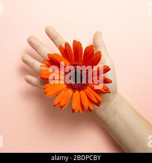 Mano della donna con gerbera arancione fiore daisy su sfondo rosa. Composizione floreale, piatto, vista dall'alto Foto Stock