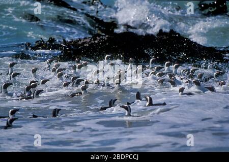 Pinguini africani, Spheniscus demersus, Boulders Beach, Capetown Sud Africa, gruppi di nuoto in surf, onde Foto Stock