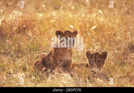 Cuccioli di Leone, panthera leo, Masai Mara, Kenya, Africa, seduta in erba lunga, retroilluminazione Foto Stock