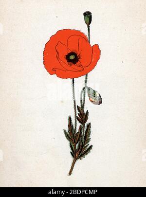 "Coquelicot" (pavot rouge ou Papaver roeas) (papavero rosso, rosa granoturco, papavero da campo) Planche de botanique tiree de "Atlas colorie des plantes medicinales" Foto Stock