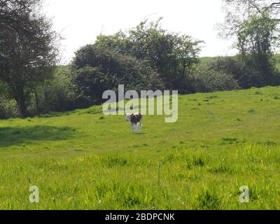 Vitelli in un campo a Forest Hill, Oxfordshire, Regno Unito Foto Stock