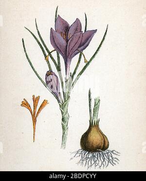 "Le safran" (Crocus sativus) (croco di zafferano) Planche de botanique tiree de "Atlas colorie des plantes medicinales" de Paul Hariot, 1900 (pl. Botanico Foto Stock