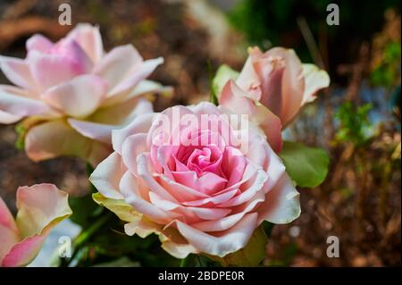 Primo piano di una rosa brillante (genere Rosa) al sole. Foto Stock