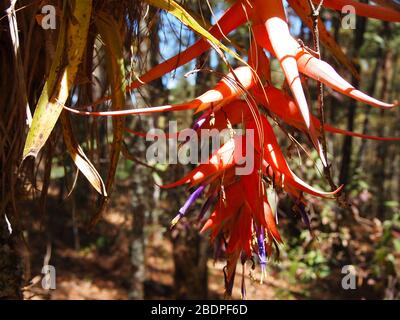 La biodiversità degli epifiti nelle foreste montane di pini e querce della Sierra Madre de Oaxaca, Messico meridionale Foto Stock