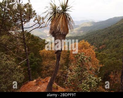 La biodiversità degli epifiti nelle foreste montane di pini e querce della Sierra Madre de Oaxaca, Messico meridionale Foto Stock