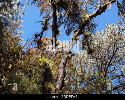 La biodiversità degli epifiti nelle foreste montane di pini e querce della Sierra Madre de Oaxaca, Messico meridionale Foto Stock