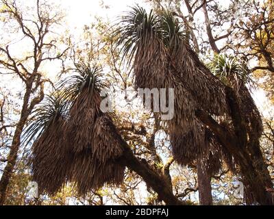 La biodiversità degli epifiti nelle foreste montane di pini e querce della Sierra Madre de Oaxaca, Messico meridionale Foto Stock