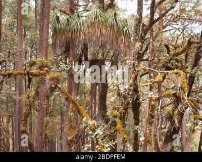 La biodiversità degli epifiti nelle foreste montane di pini e querce della Sierra Madre de Oaxaca, Messico meridionale Foto Stock