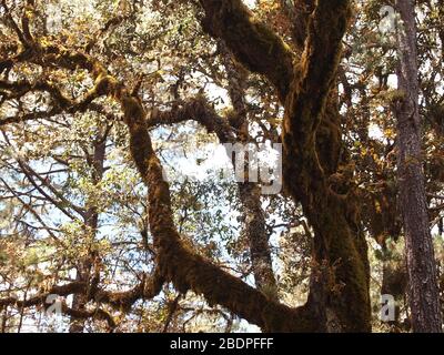 La biodiversità degli epifiti nelle foreste montane di pini e querce della Sierra Madre de Oaxaca, Messico meridionale Foto Stock