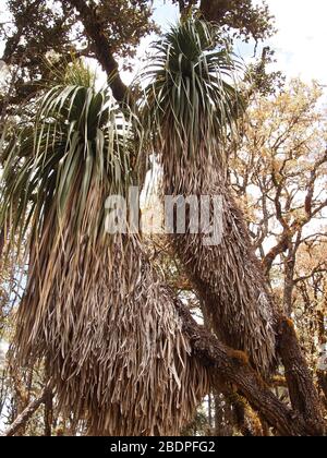 La biodiversità degli epifiti nelle foreste montane di pini e querce della Sierra Madre de Oaxaca, Messico meridionale Foto Stock