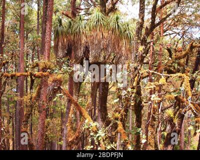 La biodiversità degli epifiti nelle foreste montane di pini e querce della Sierra Madre de Oaxaca, Messico meridionale Foto Stock