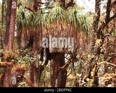 La biodiversità degli epifiti nelle foreste montane di pini e querce della Sierra Madre de Oaxaca, Messico meridionale Foto Stock