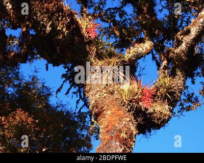 La biodiversità degli epifiti nelle foreste montane di pini e querce della Sierra Madre de Oaxaca, Messico meridionale Foto Stock