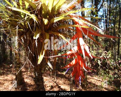 La biodiversità degli epifiti nelle foreste montane di pini e querce della Sierra Madre de Oaxaca, Messico meridionale Foto Stock