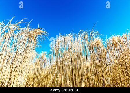 Pennisetum purpurpurpureum (nome aggiornato: Cenchrus purpurpureus Schumach), noto anche come Napier erba, elefante erba o Uganda erba, è una specie perenne Foto Stock