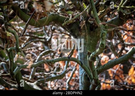 Un uccello Robin giardino in una siepe. Robin Redbreast. Foto Stock