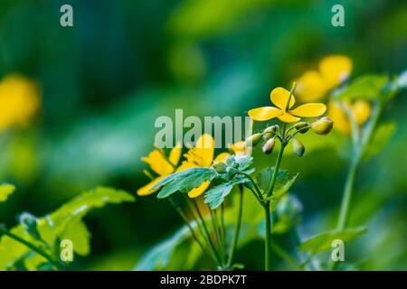 Giallo fioritura delle maggiori celandine. Erbe selvatiche sul prato erboso in una giornata di sole. La pianta della famiglia papavero è anche conosciuta come Chelidonio Maj Foto Stock