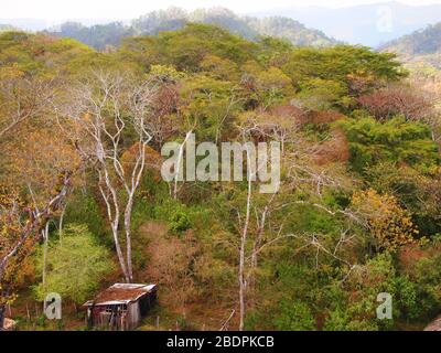 Foreste submontane tropicali vicino al sito archeologico di Toniná in Chiapas, Messico meridionale Foto Stock