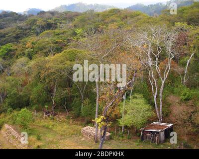 Foreste submontane tropicali vicino al sito archeologico di Toniná in Chiapas, Messico meridionale Foto Stock