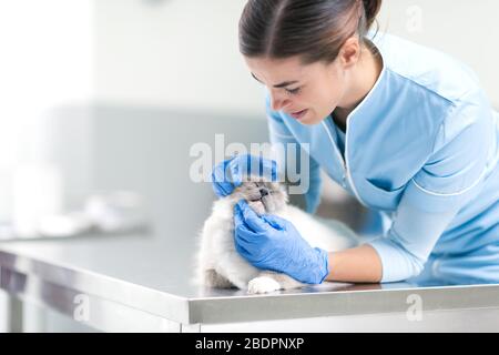 Veterinario professionale che esamina un gatto bello lungo dei capelli alla clinica veterinaria, concetto di salute dell'animale domestico Foto Stock