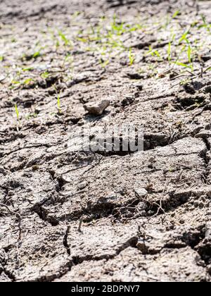 Terra secca e crackizzata con scarsa crescita di grano tenero (Triticum aestivum) nel Wiltshire, Regno Unito. Foto Stock