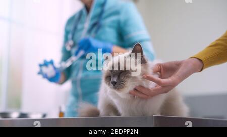 Veterinario professionale che dà un'iniezione ad un gatto, il proprietario sta coccolando l'animale domestico Foto Stock