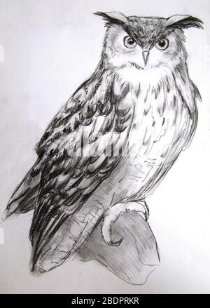 Grande illustrazione del gufo, faccia del cacciatore, grafica del carbone Foto Stock
